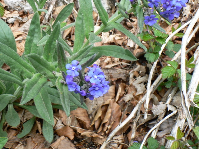 Cynoglottis barrelieri / Buglossa di Barrelier