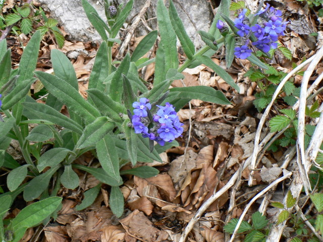 Cynoglottis barrelieri / Buglossa di Barrelier
