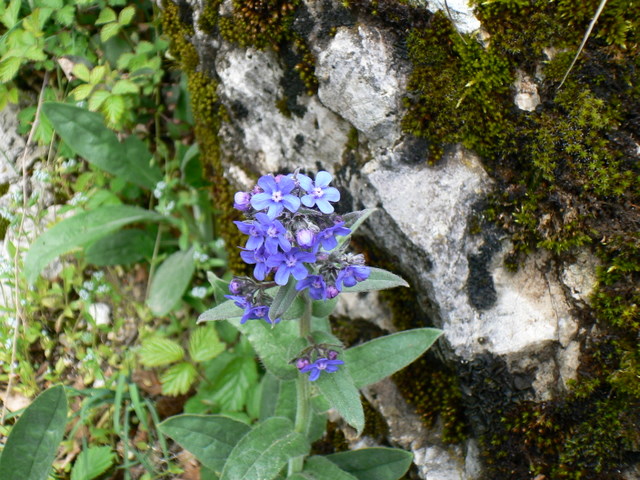 Cynoglottis barrelieri / Buglossa di Barrelier