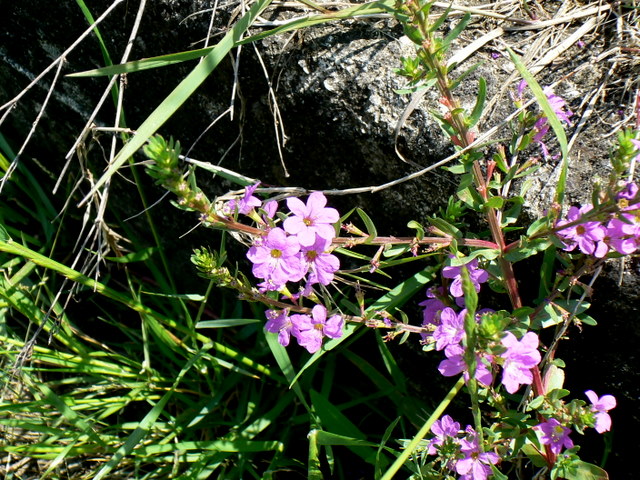 Fiorellini rosa - Lythrum cfr. juncaeum