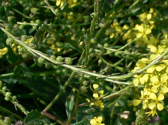 Rapistrum rugosum / Miagro peloso
