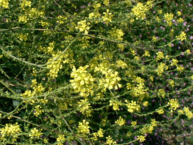 Rapistrum rugosum / Miagro peloso