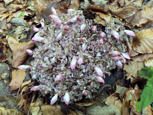 Lathraea clandestina