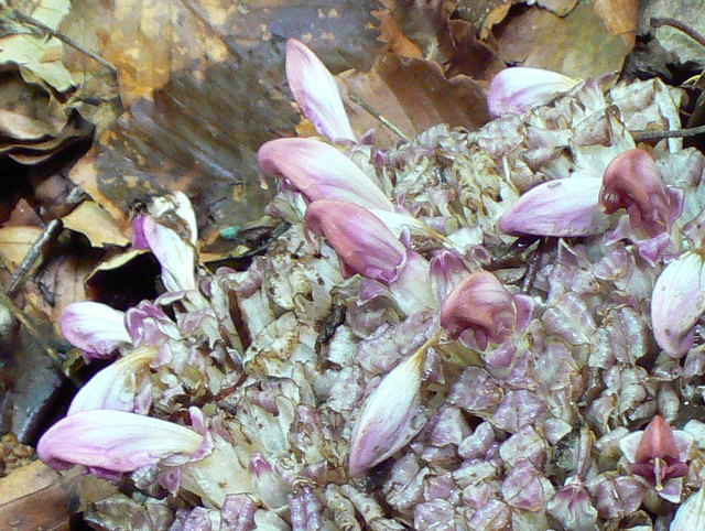 Lathraea clandestina