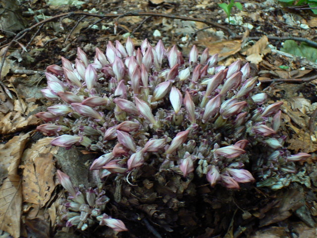 Lathraea clandestina