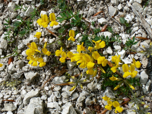 Hippocrepis comosa