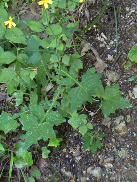 Mycelis muralis (=Lactuca muralis) / Lattuga dei boschi