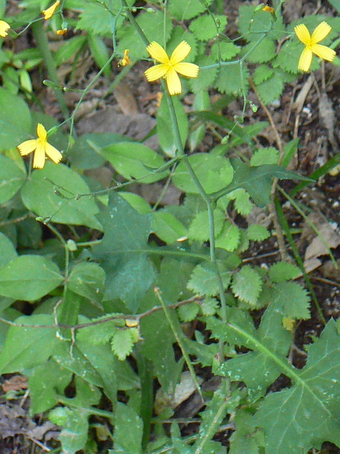 Mycelis muralis (=Lactuca muralis) / Lattuga dei boschi