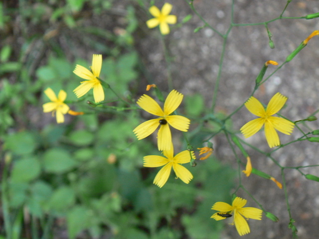 Mycelis muralis (=Lactuca muralis) / Lattuga dei boschi