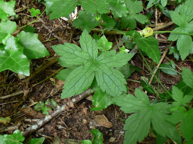Geranium versicolor / Geranio striato