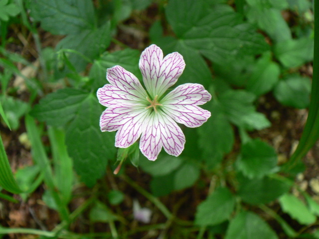 Geranium versicolor / Geranio striato