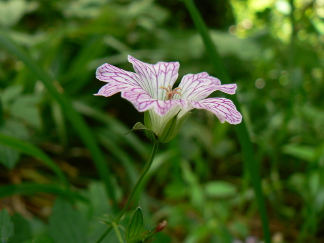 Geranium versicolor / Geranio striato