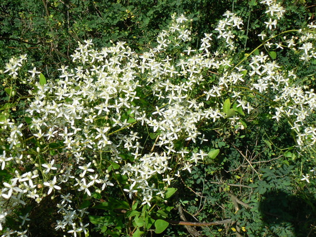 Clematis flammula