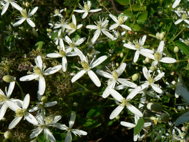 Clematis flammula