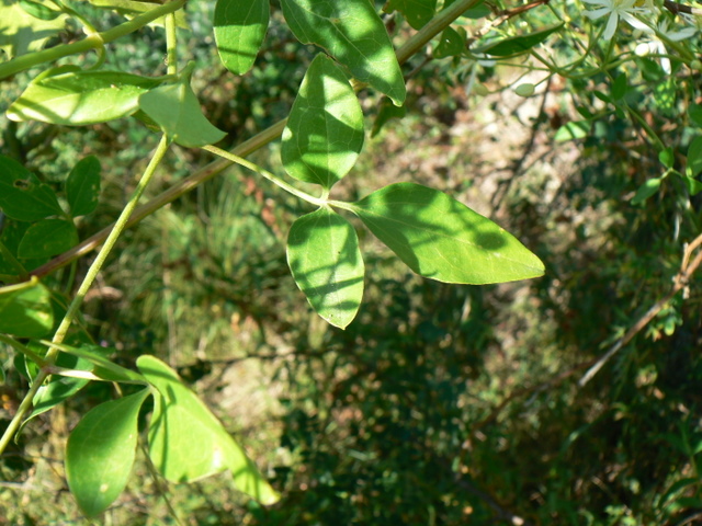 Clematis flammula
