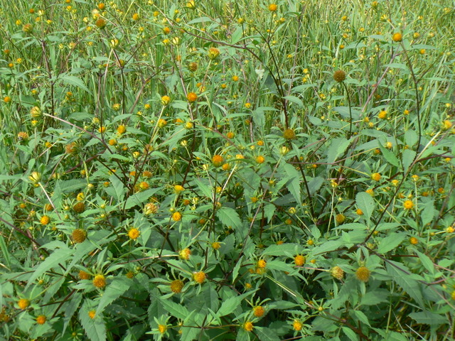 Bidens tripartita / Forbicina comune