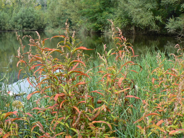 Persicaria maculosa / Poligono persicaria