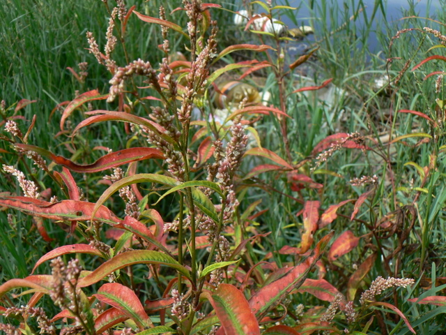 Persicaria maculosa / Poligono persicaria