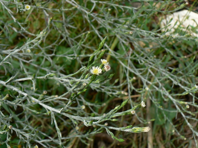 Symphyotrichum squamatum