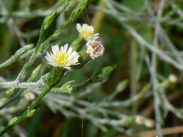 Symphyotrichum squamatum