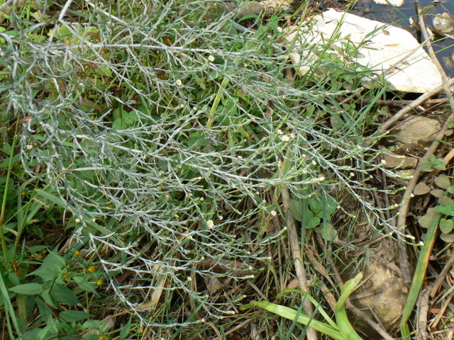 Symphyotrichum squamatum