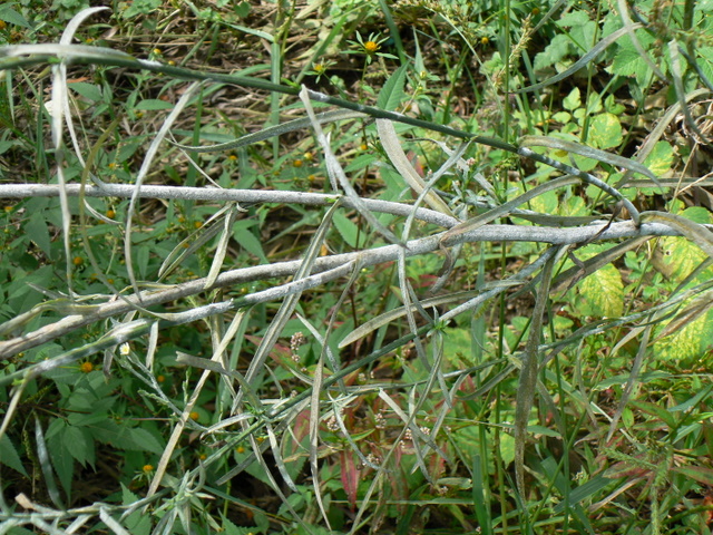 Symphyotrichum squamatum