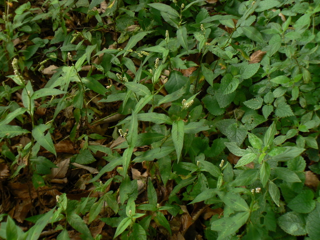 Persicaria maculosa / Poligono persicaria