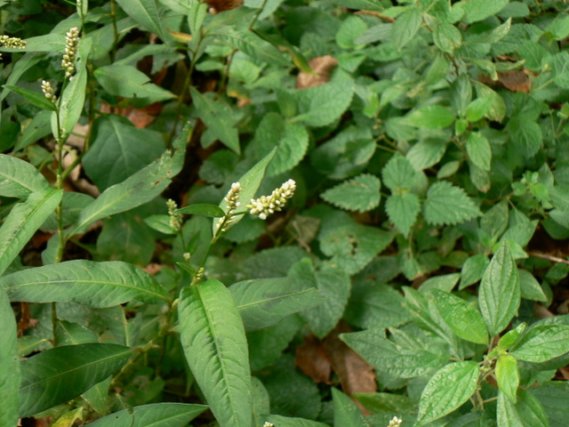Persicaria maculosa / Poligono persicaria