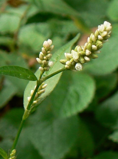 Persicaria maculosa / Poligono persicaria