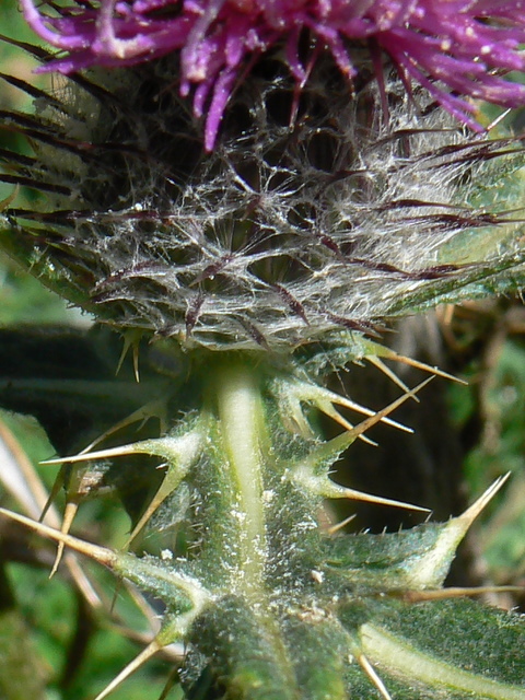 cardi - No, Cirsium sp.