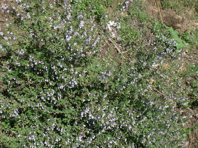 Calamintha nepeta