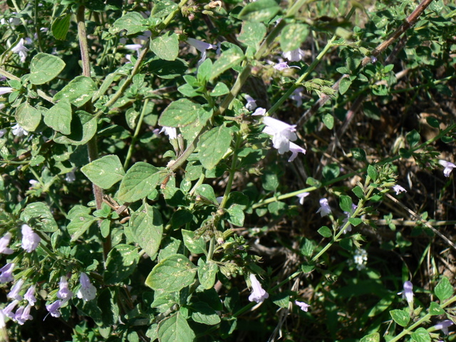 Calamintha nepeta
