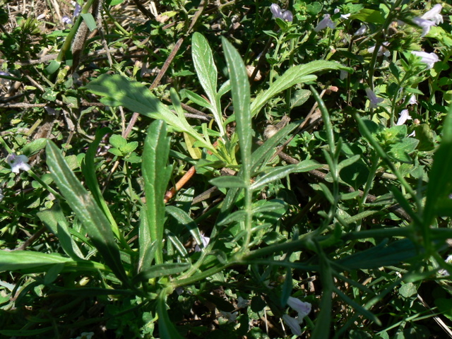 ambretta? - Scabiosa sp.