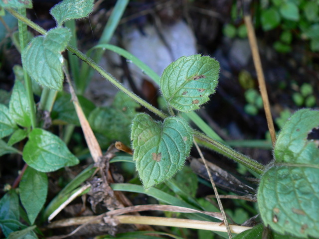Calamintha nepeta o Sylvatica?