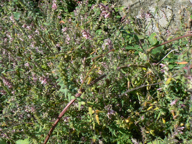 Odontites rubra