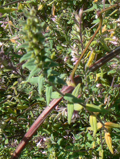 Odontites rubra