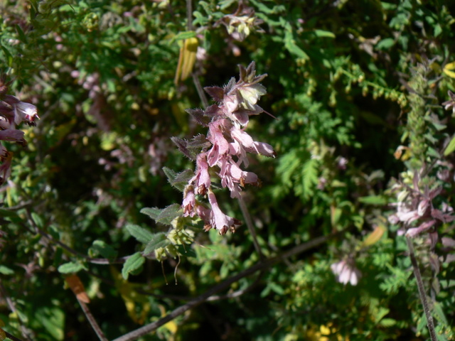 Odontites rubra