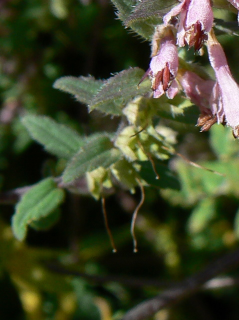 Odontites rubra