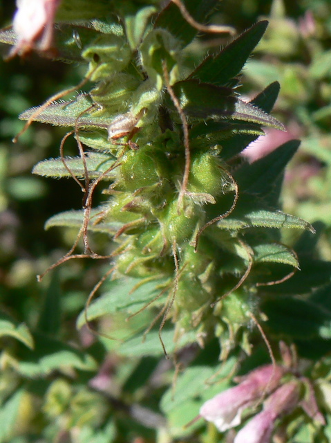 Odontites rubra