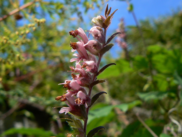Odontites rubra