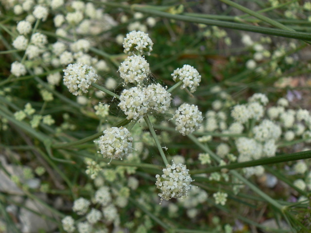 Seseli  cfr. tortuosum