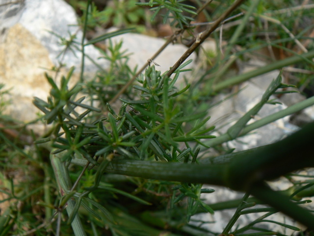 Seseli  cfr. tortuosum