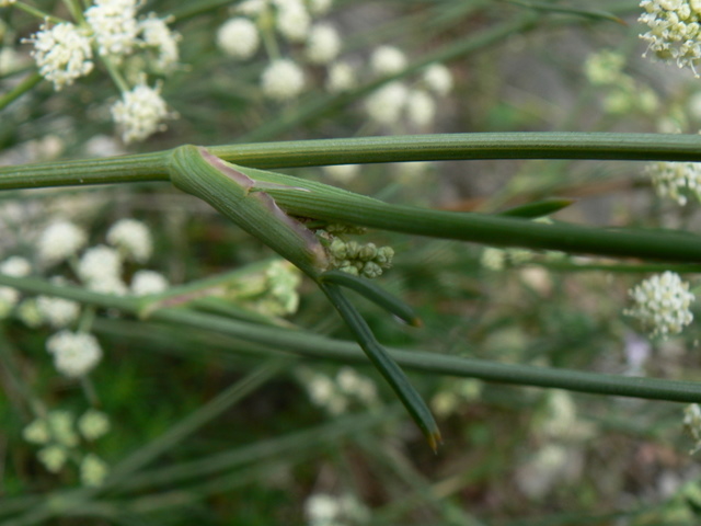 Seseli  cfr. tortuosum