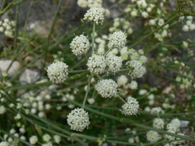 Seseli  cfr. tortuosum