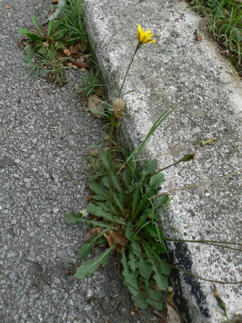 Leontodon tuberosus / Dente di leone tuberoso