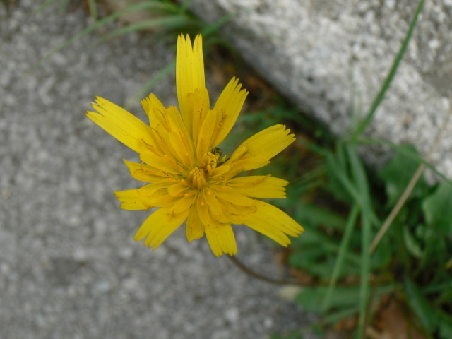 Leontodon tuberosus / Dente di leone tuberoso