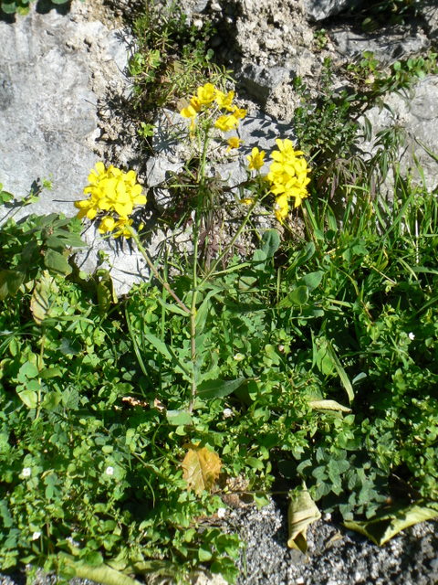 Brassica cfr. rapa