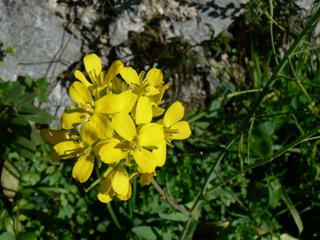 Brassica cfr. rapa