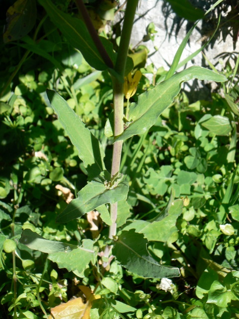 Brassica cfr. rapa