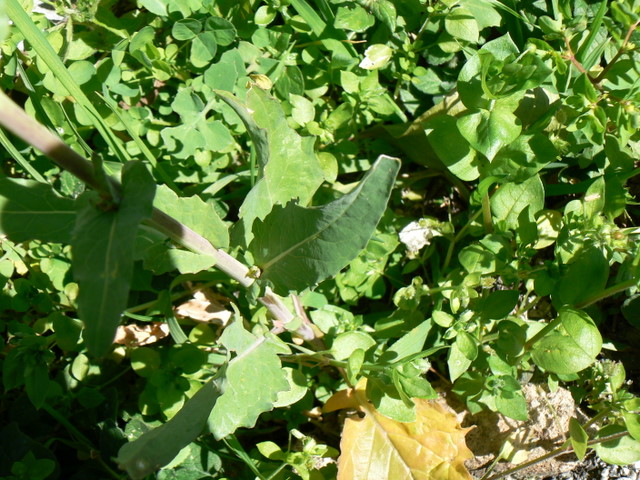 Brassica cfr. rapa